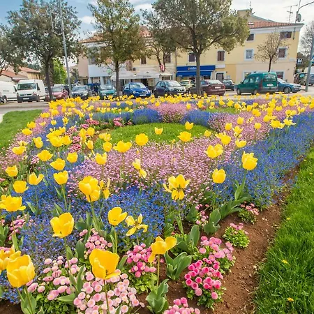 Exclusive Magnolia *